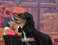 BT Tux Longhair, a female Miniature Dachshund for sale in Murphysboro, IL – 4 of 5
