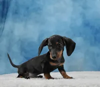 Mr. Smooth, a male Miniature Dachshund for sale in Murphysboro, IL – 2 of 7