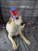 Ivory's boy 123, a male Labrador Retriever for sale in Murphysboro, IL – 2 of 5