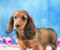 Red Russian, a female Miniature Dachshund for sale in Murphysboro, IL – 5 of 5