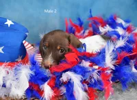 Dark Moo, a male Miniature Dachshund for sale in Murphysboro, IL – 4 of 4