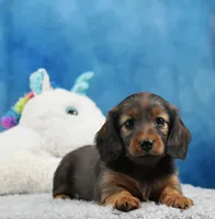 Red Russian, a female Miniature Dachshund for sale in Murphysboro, IL – 2 of 6