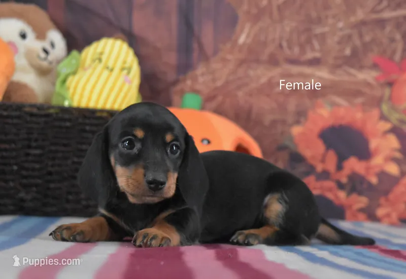 BT Smooth – Miniature Dachshund puppy for sale in Murphysboro, IL