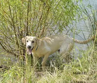 Butters' Male 333, a male Labrador Retriever for sale in Murphysboro, IL – 1 of 4