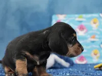 Ms. Wirehair Dapple, a male Miniature Dachshund for sale in Murphysboro, IL – 4 of 4