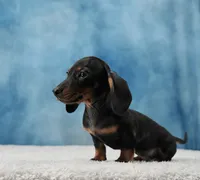 Mr. Smooth, a male Miniature Dachshund for sale in Murphysboro, IL – 4 of 7