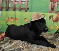 Ivory's black male, a male Labrador Retriever for sale in Murphysboro, IL – 6 of 7