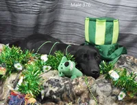 Ivory's black male, a male Labrador Retriever for sale in Murphysboro, IL – Photo 3 of 6