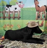 Ivory's black male, a male Labrador Retriever for sale in Murphysboro, IL – 2 of 7