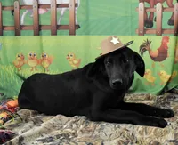 Ivory's black male, a male Labrador Retriever for sale in Murphysboro, IL – 3 of 7