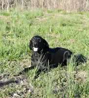 Ivory's black male, a male Labrador Retriever for sale in Murphysboro, IL – Photo 6 of 6