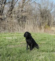 Ivory's black male, a male Labrador Retriever for sale in Murphysboro, IL – Photo 5 of 6