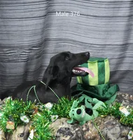 Ivory's black male, a male Labrador Retriever for sale in Murphysboro, IL – Photo 2 of 6