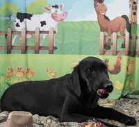 Ivory's black male, a male Labrador Retriever for sale in Murphysboro, IL – 7 of 7