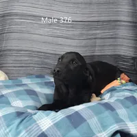 Ivory's black male, a male Labrador Retriever for sale in Murphysboro, IL – Photo 2 of 3