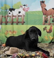 Ivory's black male, a male Labrador Retriever for sale in Murphysboro, IL – 4 of 7
