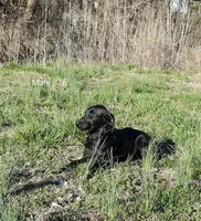 Ivory's black male, a male Labrador Retriever for sale in Murphysboro, IL – Photo 4 of 6