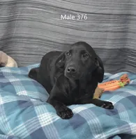 Ivory's black male, a male Labrador Retriever for sale in Murphysboro, IL – Photo 3 of 3