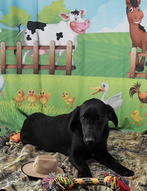 Ivory's black male – Labrador Retriever puppy for sale in Murphysboro, IL