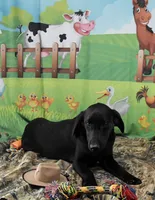 Ivory's black male, a male Labrador Retriever for sale in Murphysboro, IL – 1 of 7