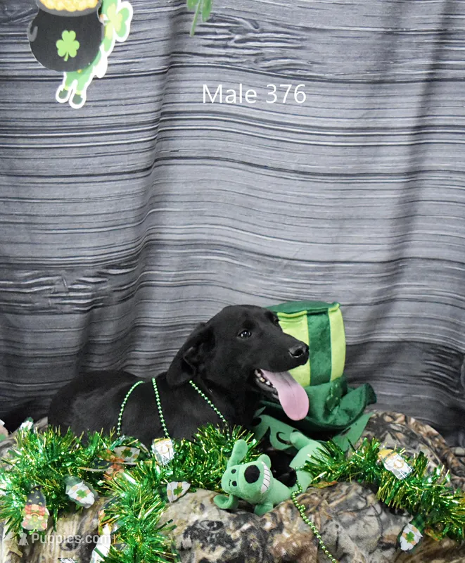 Ivory's black male – Labrador Retriever puppy for sale in Murphysboro, IL