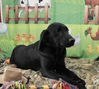 Ivory's black male, a male Labrador Retriever for sale in Murphysboro, IL – 5 of 7