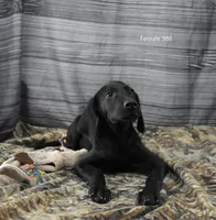 Cubby's Girl 986, a female Labrador Retriever for sale in Murphysboro, IL – 2 of 4