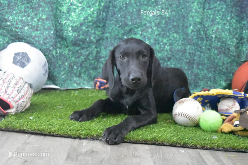 Ms. B's Female 841, a female Labrador Retriever for sale in Murphysboro, IL – 1 of 2