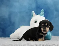 BC Wirehair, a male Miniature Dachshund for sale in Murphysboro, IL – 2 of 5