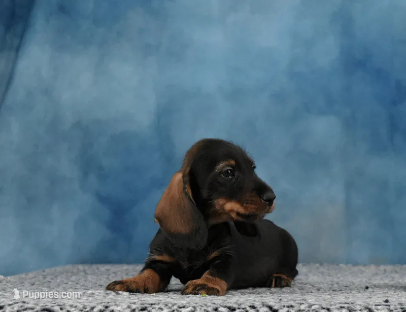 Mr. WB Wirehair – Miniature Dachshund puppy for sale in Murphysboro, IL