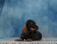 Mr. WB Wirehair, a male Miniature Dachshund for sale in Murphysboro, IL – 1 of 4