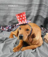 Copper, a male Labrador Retriever for sale in Murphysboro, IL – 2 of 4