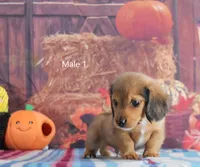 Red Longhair, a male Miniature Dachshund for sale in Murphysboro, IL – 2 of 4