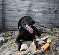 Cubby's Boy 967, a male Labrador Retriever for sale in Murphysboro, IL – 2 of 3