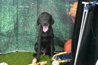 Sue's Male 484, a male Labrador Retriever for sale in Murphysboro, IL – 1 of 2
