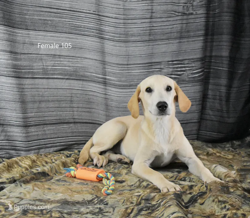 Birdie's Female 105, a female Labrador Retriever for sale in Murphysboro, IL – 1 of 3