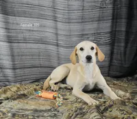 Birdie's Female 105, a female Labrador Retriever for sale in Murphysboro, IL – 1 of 3