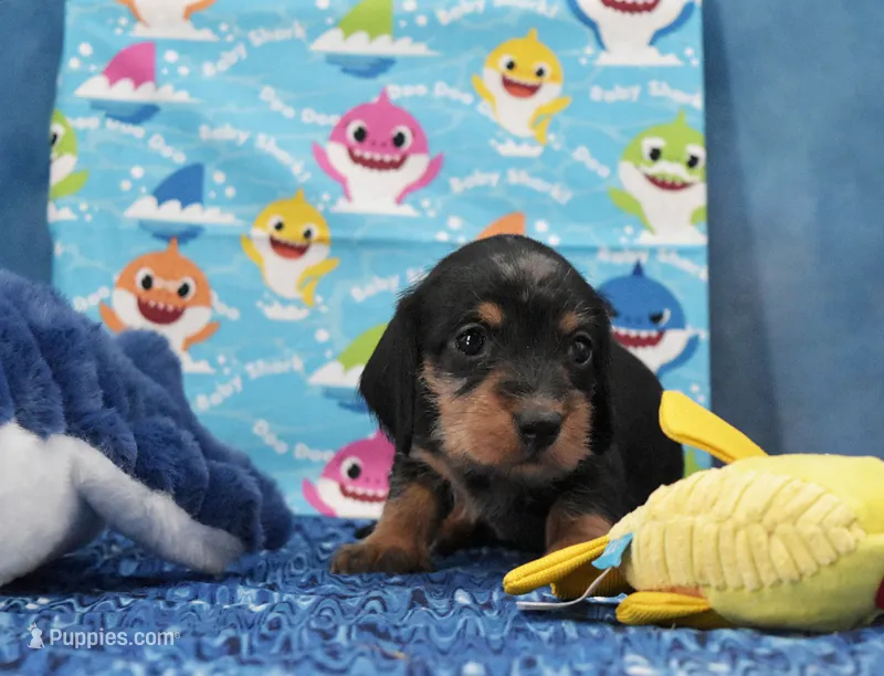 Ms. Wirehair Dapple – Miniature Dachshund puppy for sale in Murphysboro, IL
