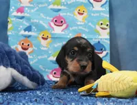 Ms. Wirehair Dapple, a male Miniature Dachshund for sale in Murphysboro, IL – 1 of 4