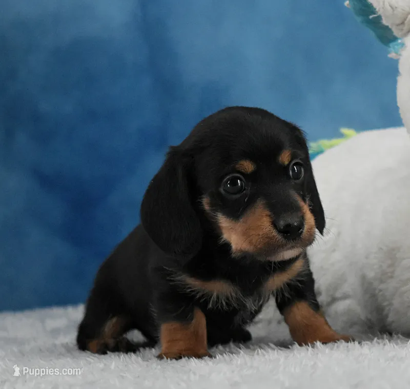 BT Wirehair – Miniature Dachshund puppy for sale in Murphysboro, IL