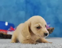 Blondie, a female Miniature Dachshund for sale in Murphysboro, IL – 2 of 5