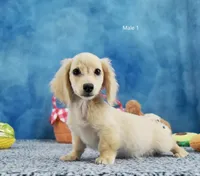 Rapunzel's creamy boy, a male Miniature Dachshund for sale in Murphysboro, IL – 2 of 2