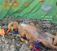 Nash, a male Labrador Retriever for sale in Murphysboro, IL – 3 of 3