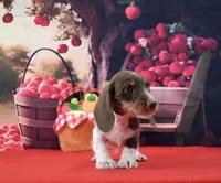 Mr. Moo, a male Miniature Dachshund for sale in Murphysboro, IL – 3 of 5