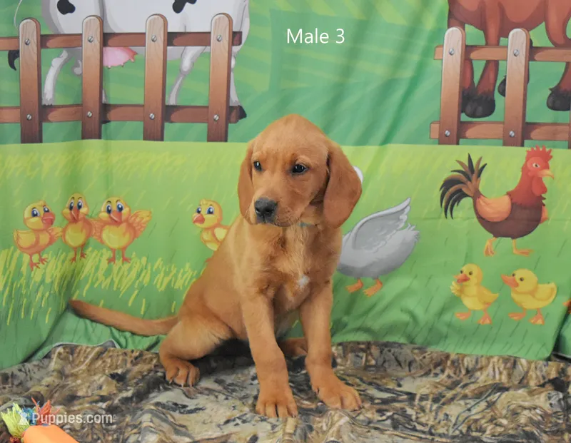 Copper – Labrador Retriever puppy for sale in Murphysboro, IL