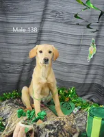 Ivory's boy 138, a male Labrador Retriever for sale in Murphysboro, IL – Photo 1 of 6