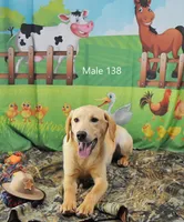 Ivory's boy 138, a male Labrador Retriever for sale in Murphysboro, IL – 3 of 5