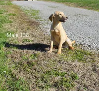 Ivory's boy 138, a male Labrador Retriever for sale in Murphysboro, IL – Photo 6 of 6