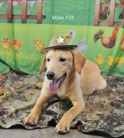 Ivory's boy 138, a male Labrador Retriever for sale in Murphysboro, IL – 5 of 5
