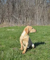 Ivory's boy 138, a male Labrador Retriever for sale in Murphysboro, IL – Photo 5 of 6